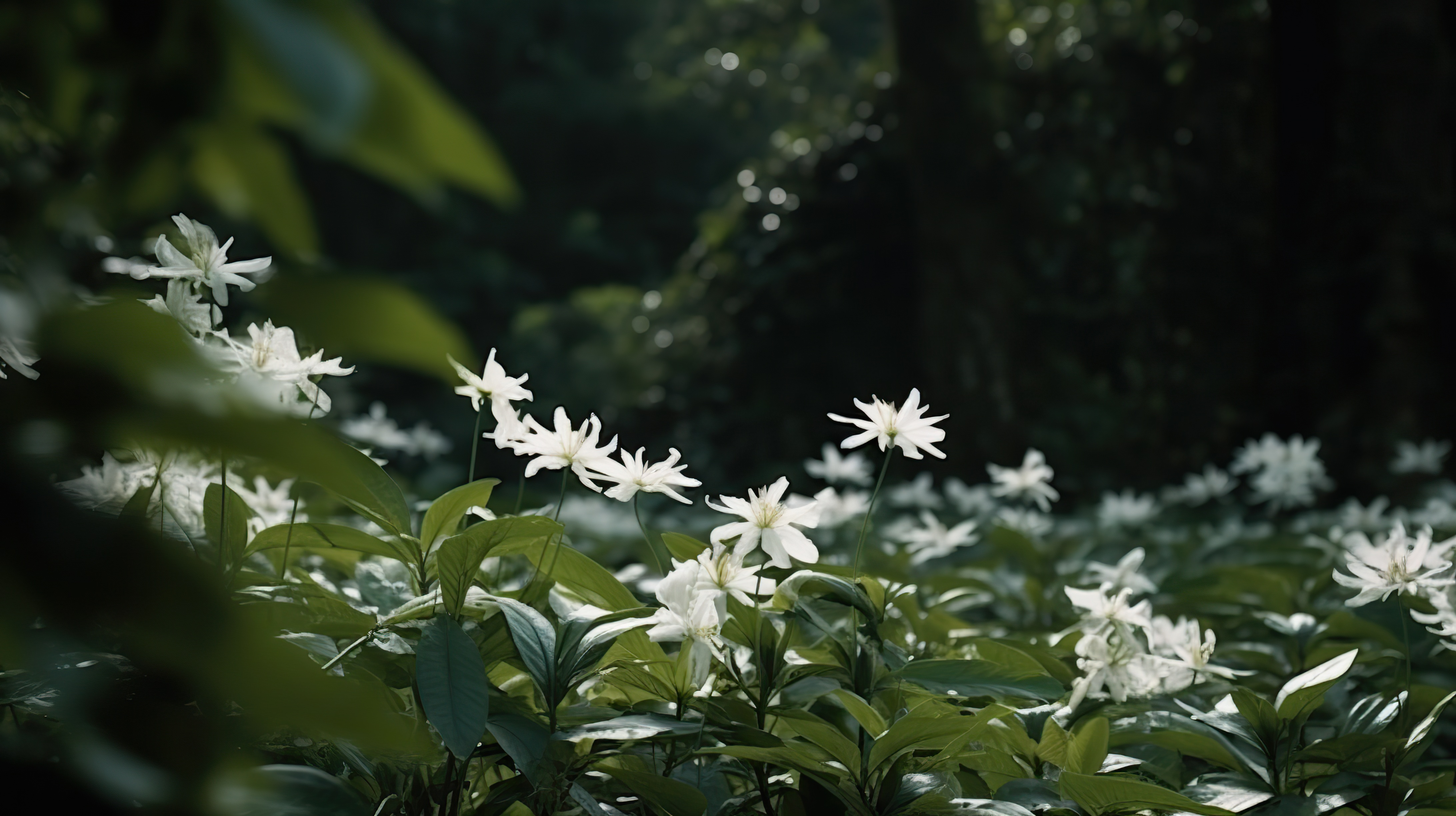 Close-up shot of beautiful white flowers in jungle