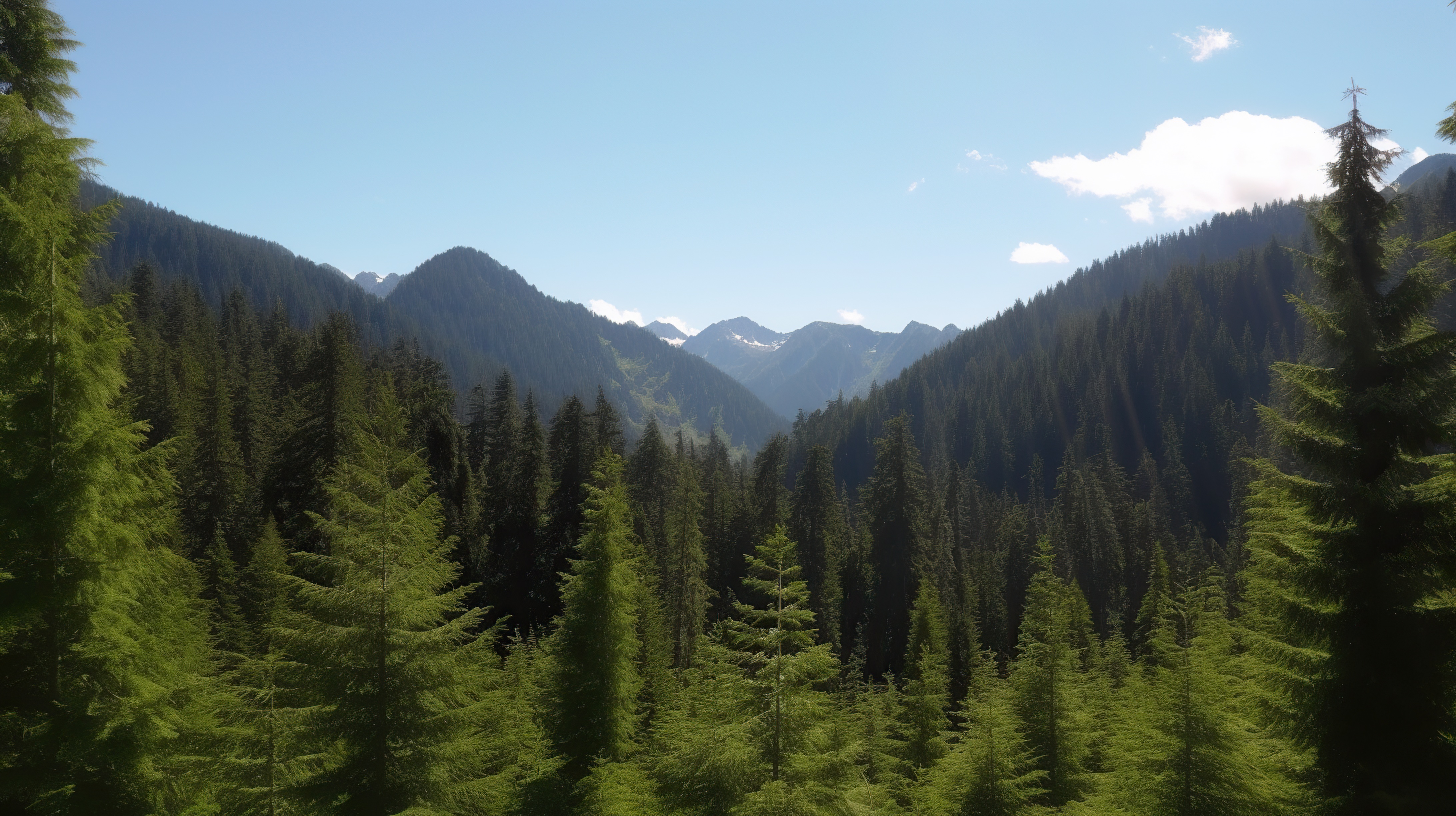 Green forest on sunny day with mountains