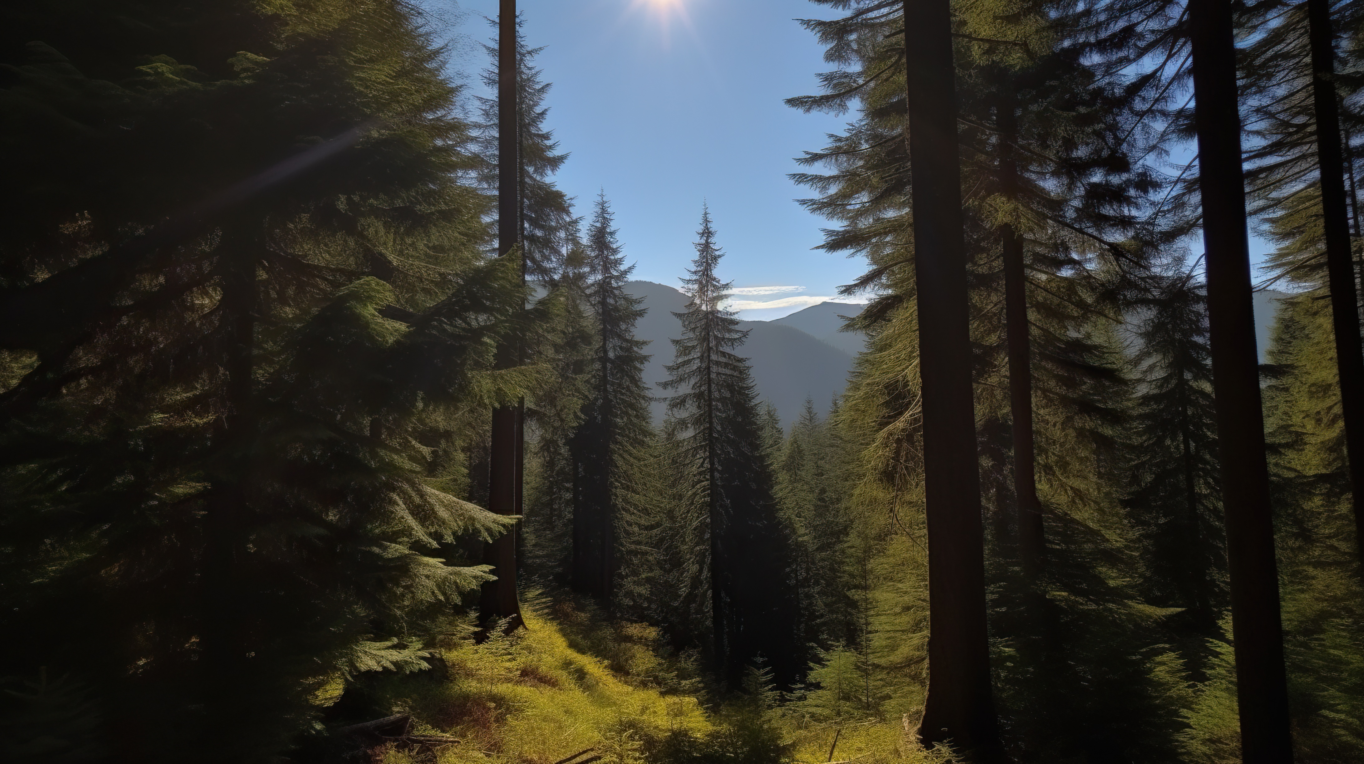 Green forest on sunny day with mountains