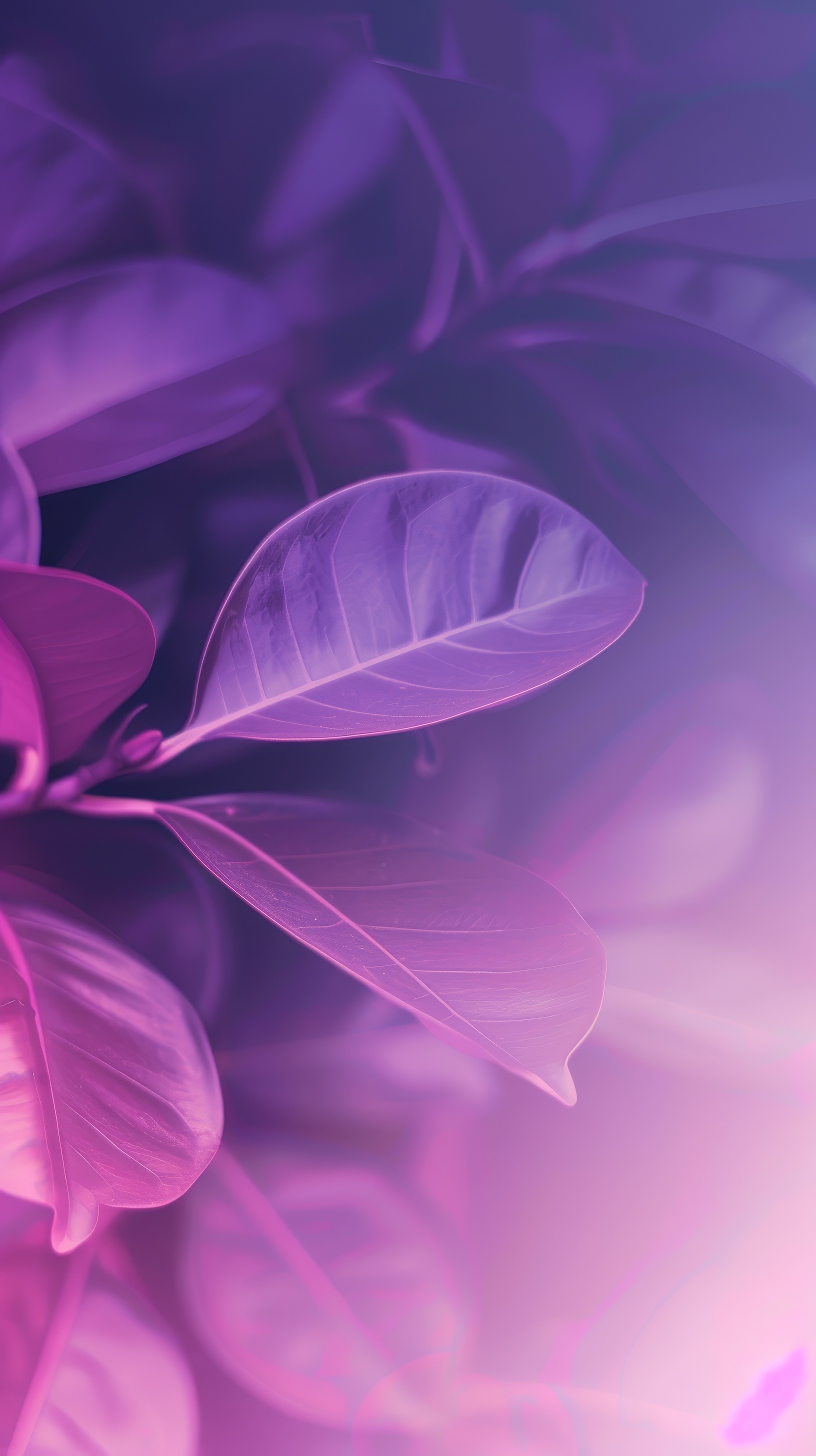 Abstract purple leafs