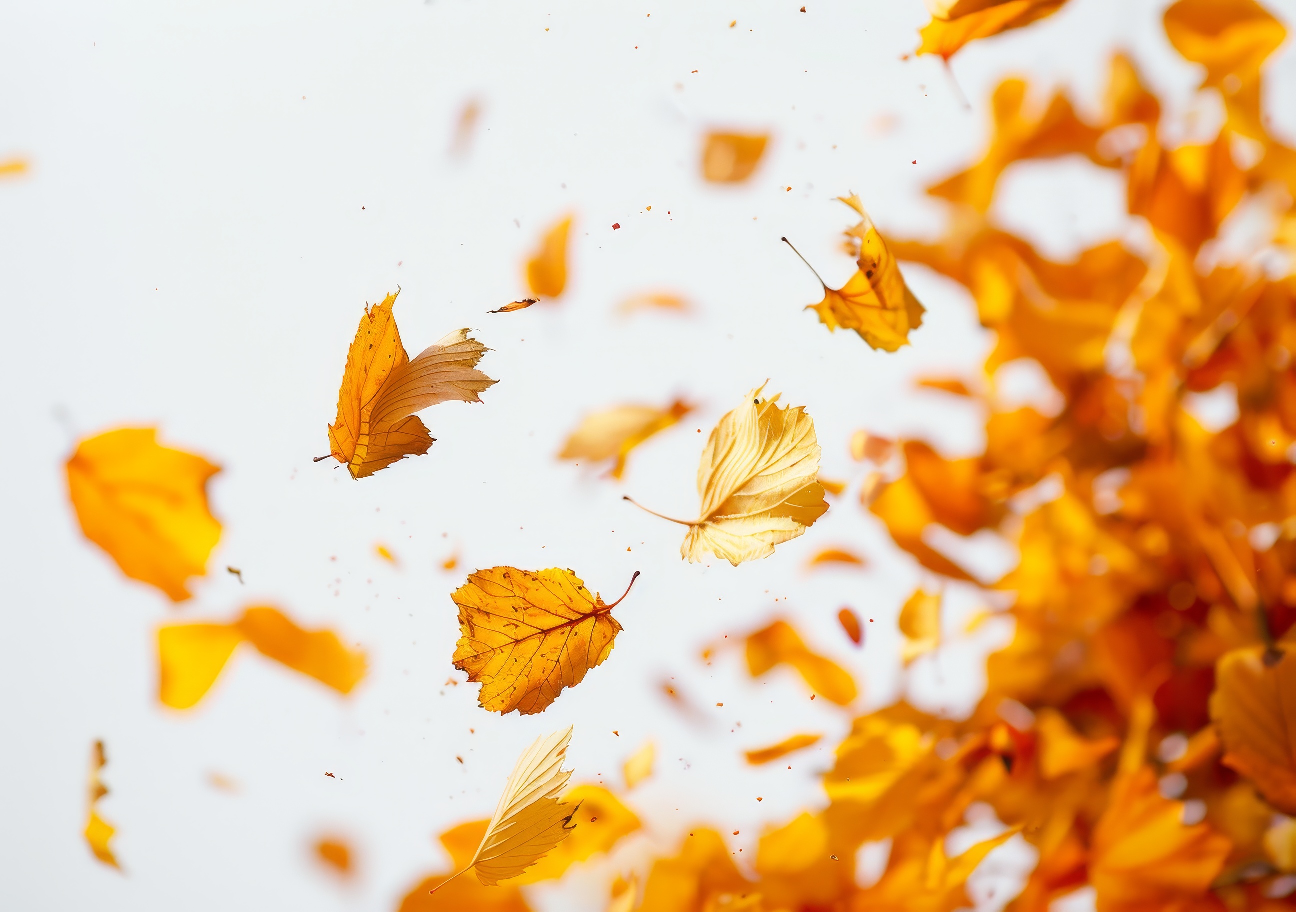 Autumn Leaves Background, Natural, Leaves Of Autumn Season