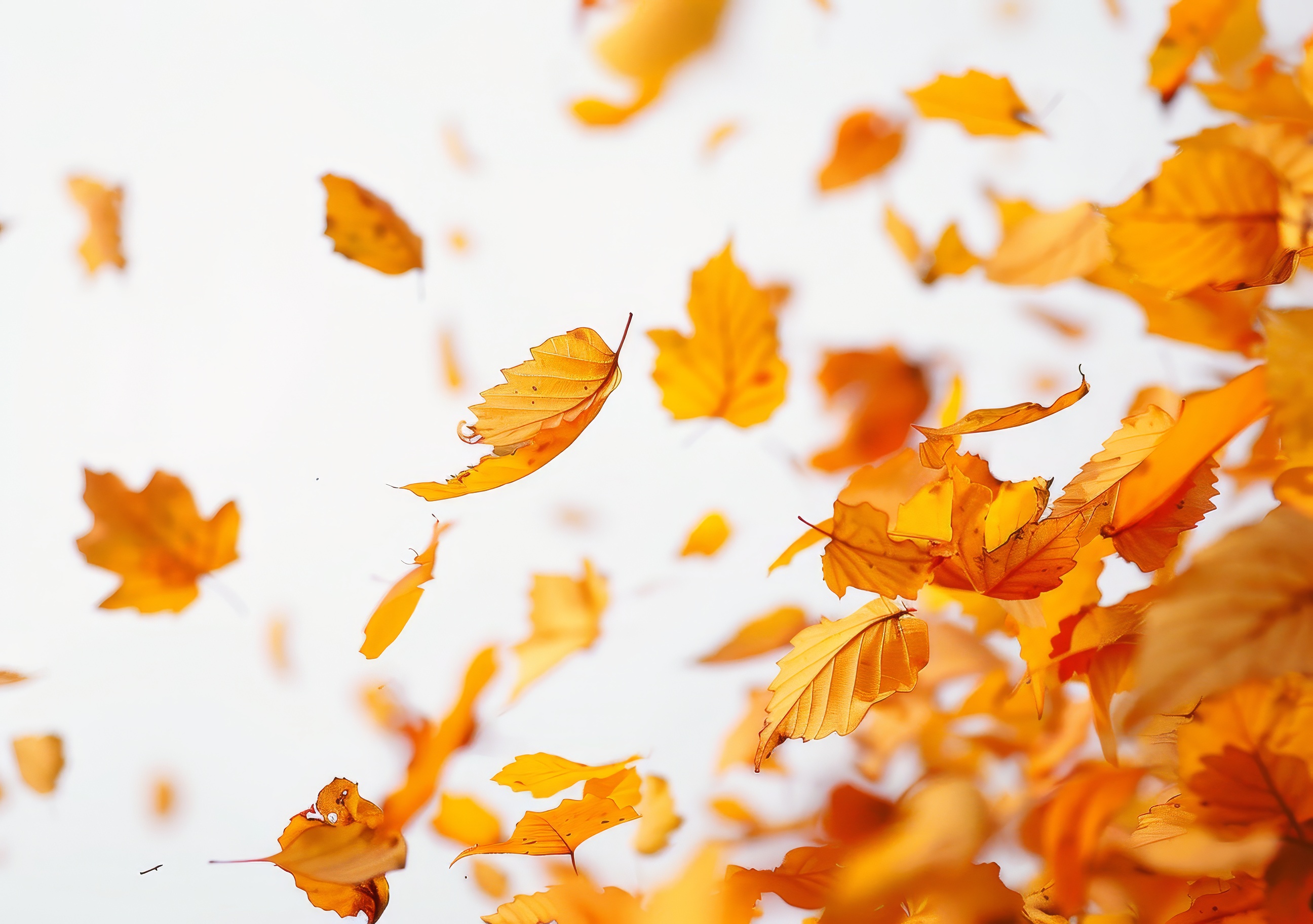 Autumn Leaves Background, Natural, Leaves Of Autumn Season