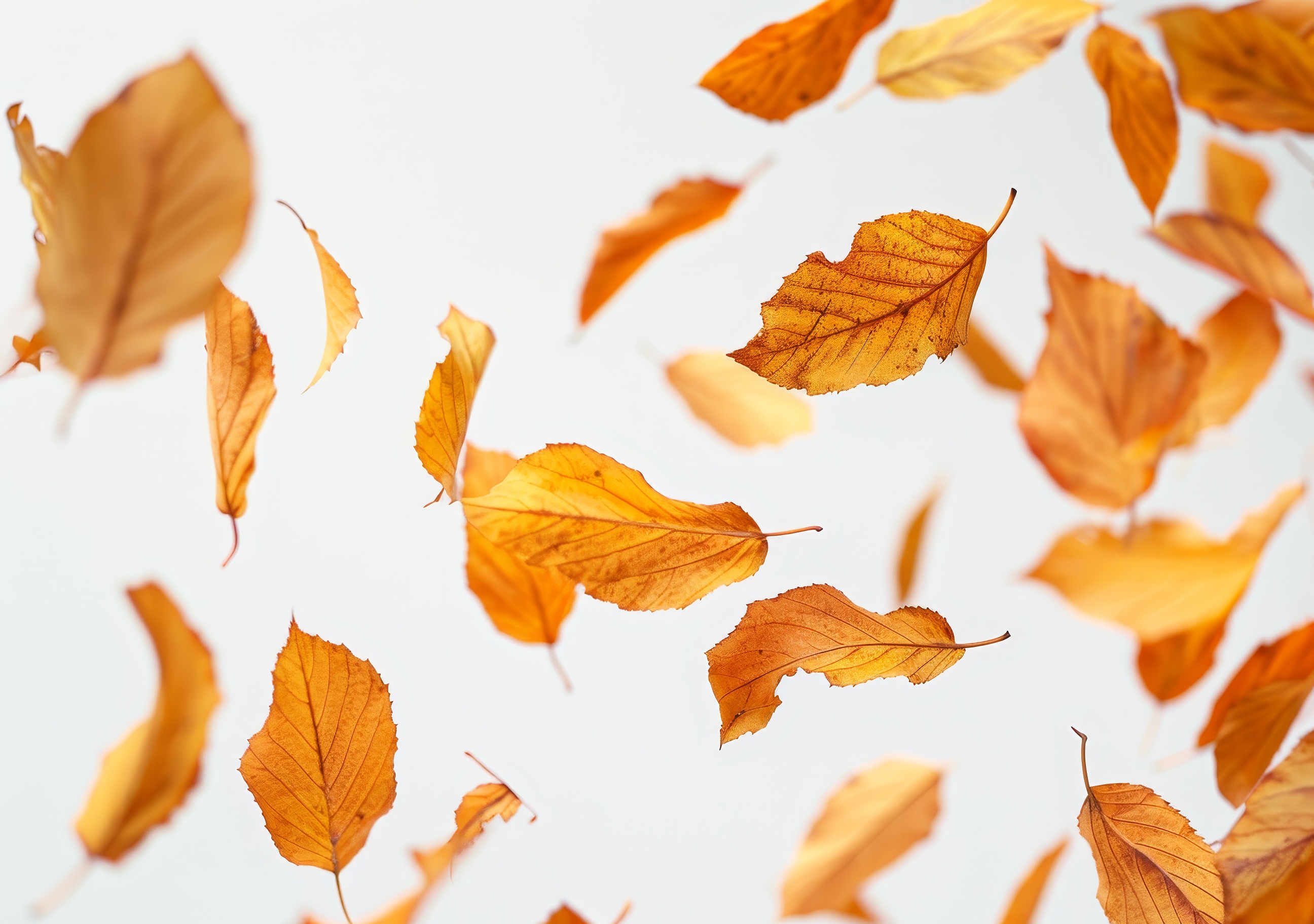 Autumn Leaves Background, Natural, Leaves Of Autumn Season