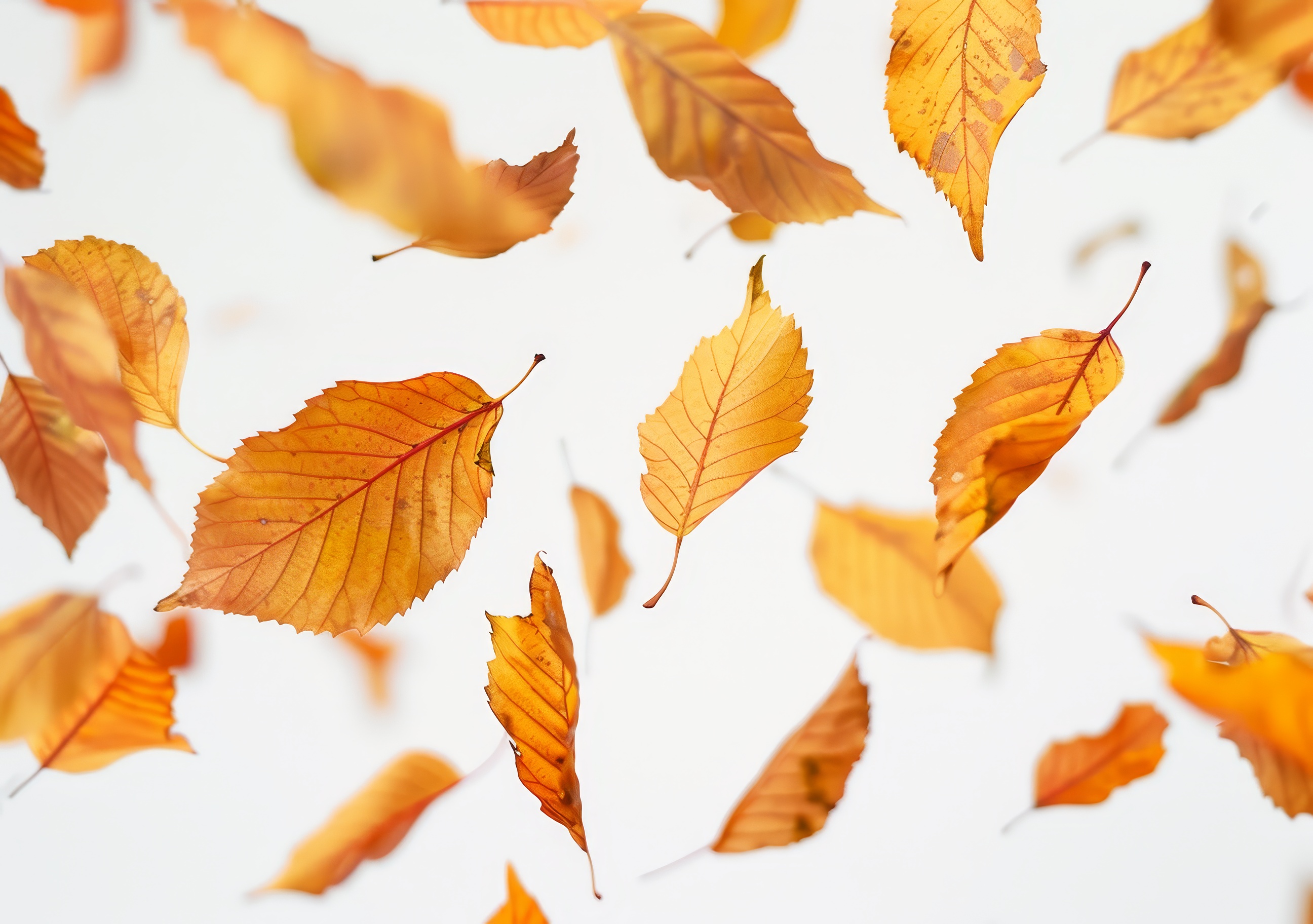 Autumn Leaves Background, Natural, Leaves Of Autumn Season