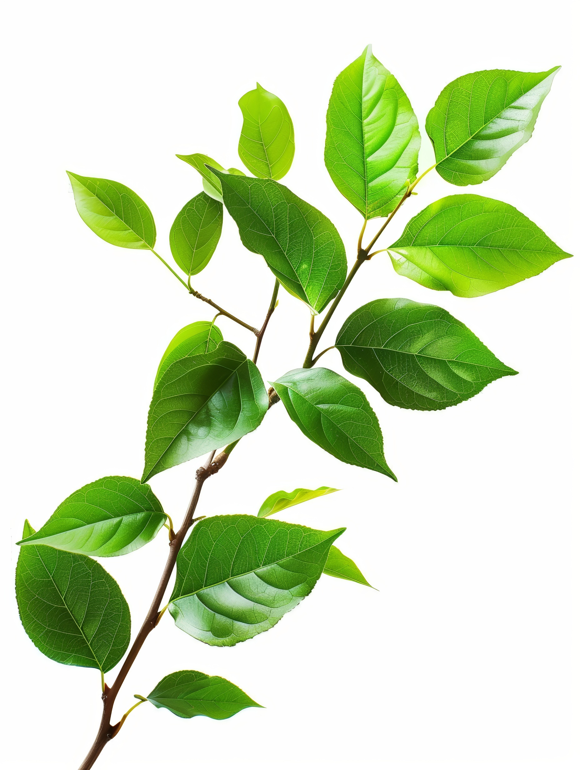 Branch with fresh leaves isolated on white background