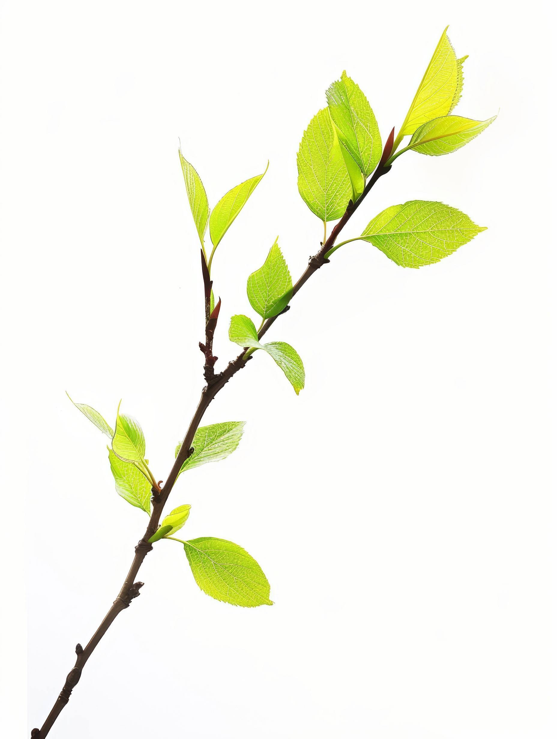 Branch with fresh leaves isolated on white background