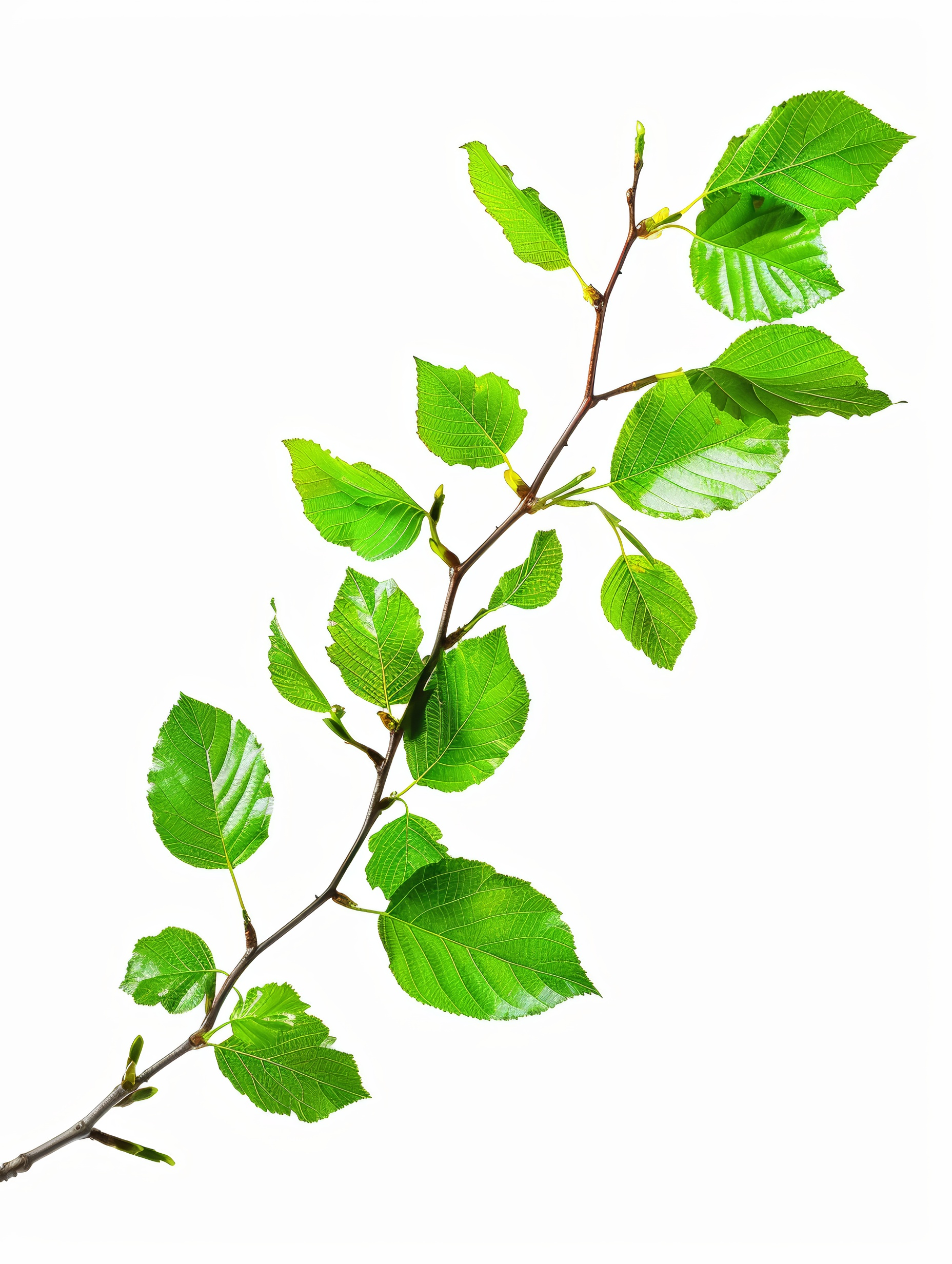 Branch with fresh leaves isolated on white background