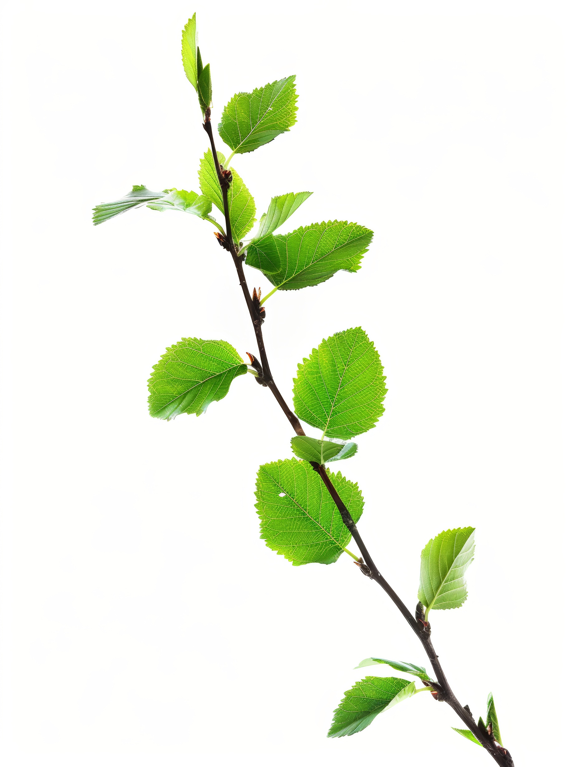 Branch with fresh leaves isolated on white background