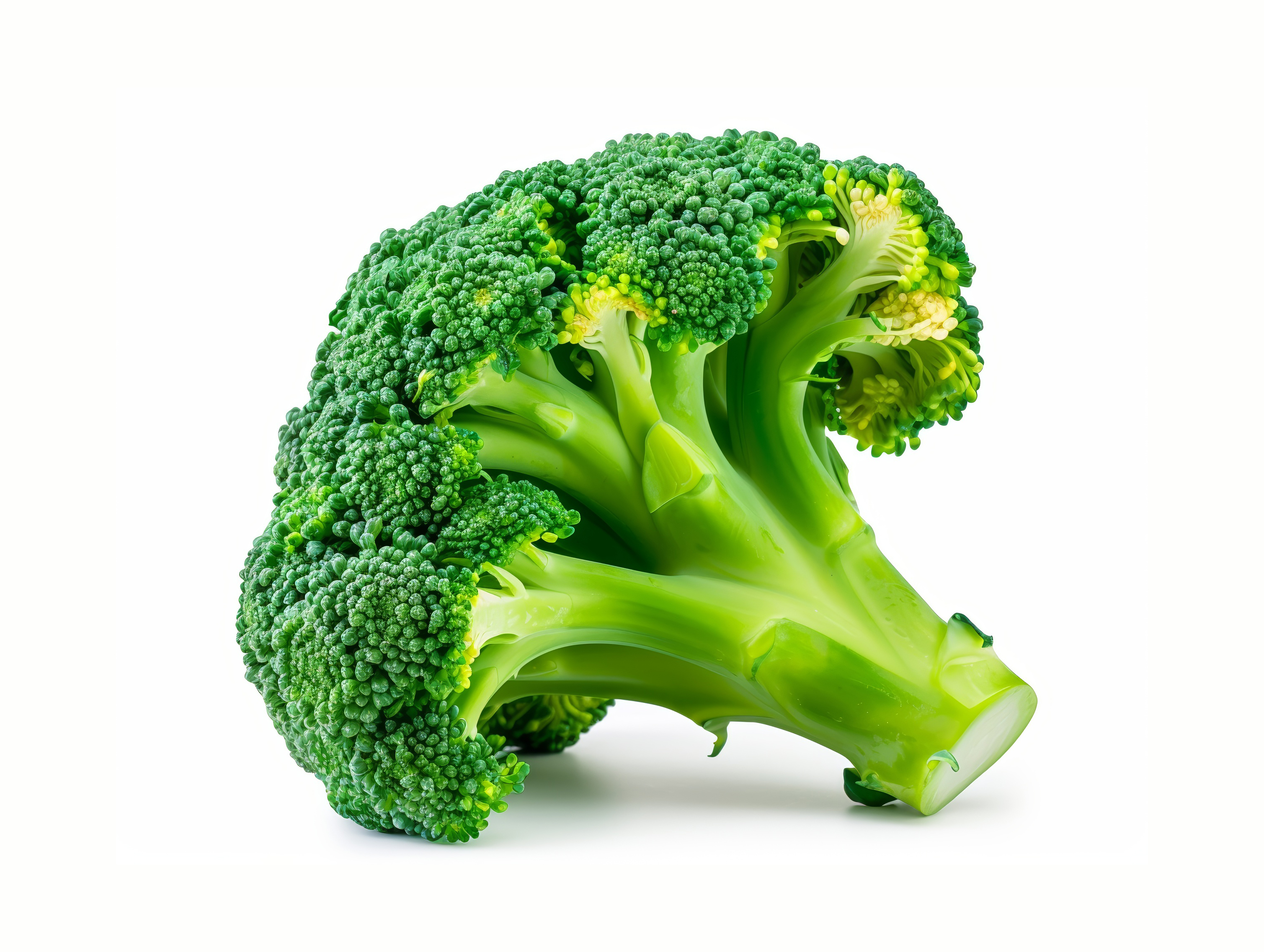 Broccoli isolated on white background