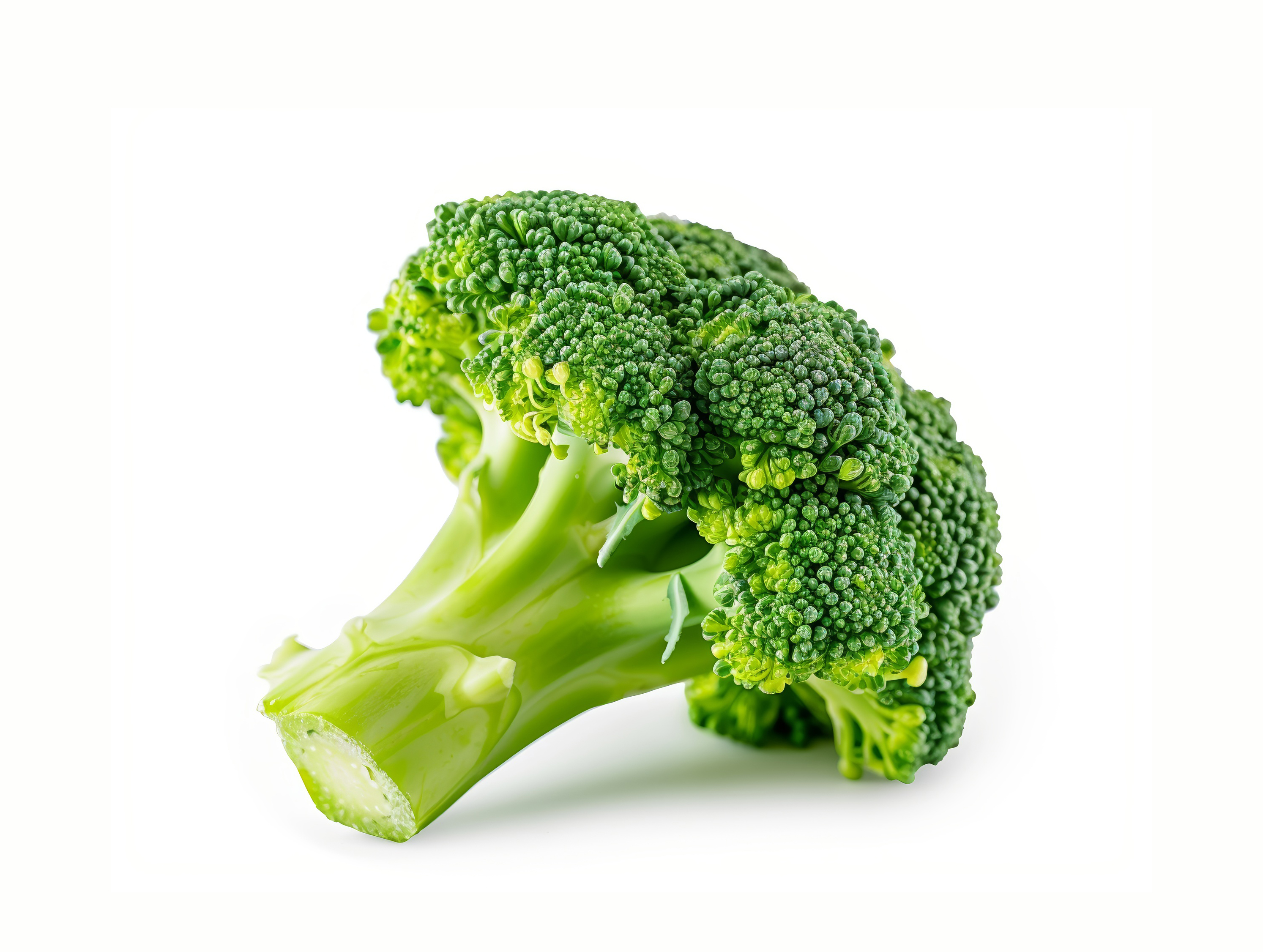 Broccoli isolated on white background