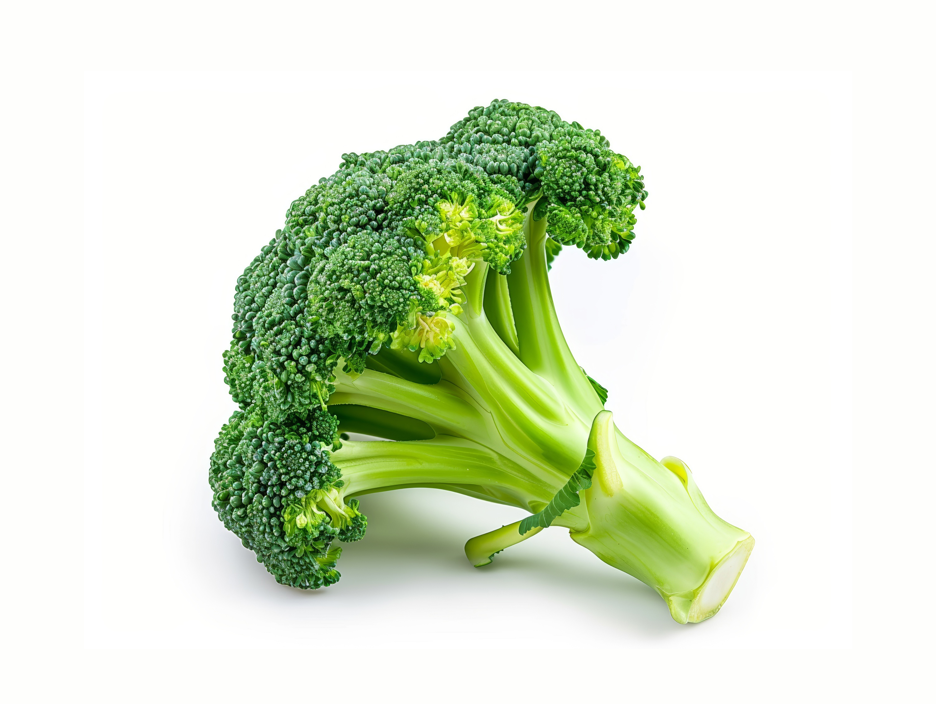 Broccoli isolated on white background