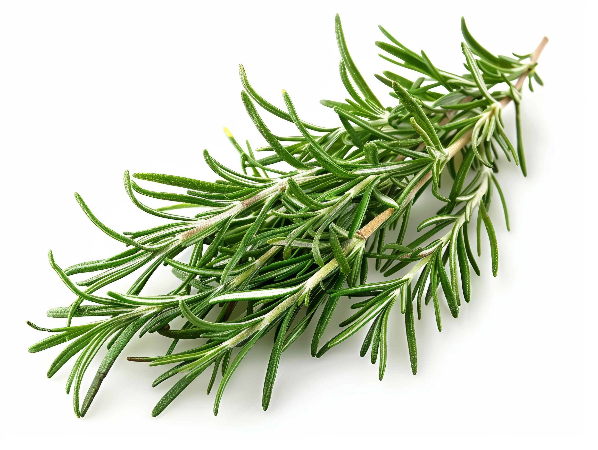 Fresh rosemary sprigs isolated on white background