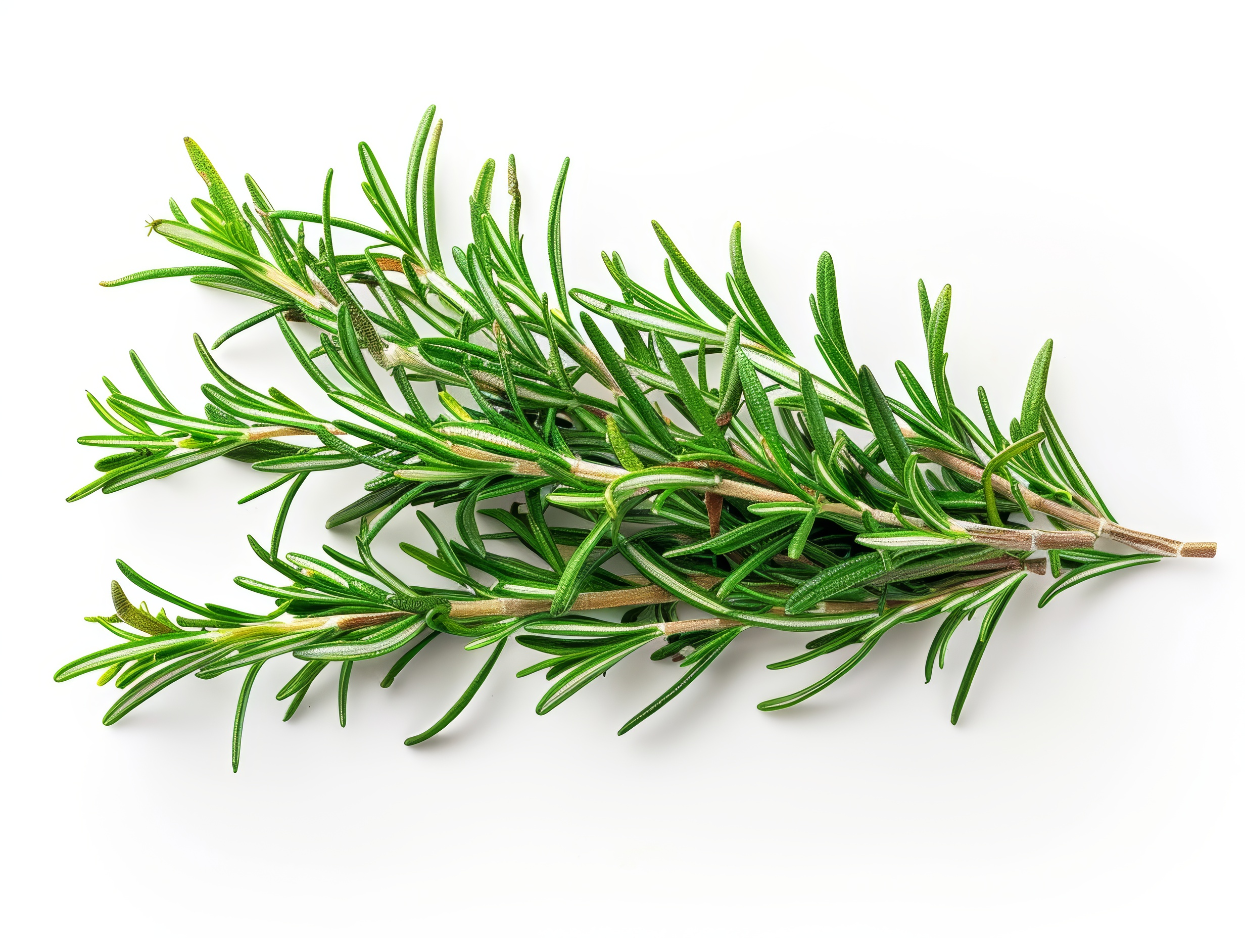 Fresh rosemary sprigs isolated on white background