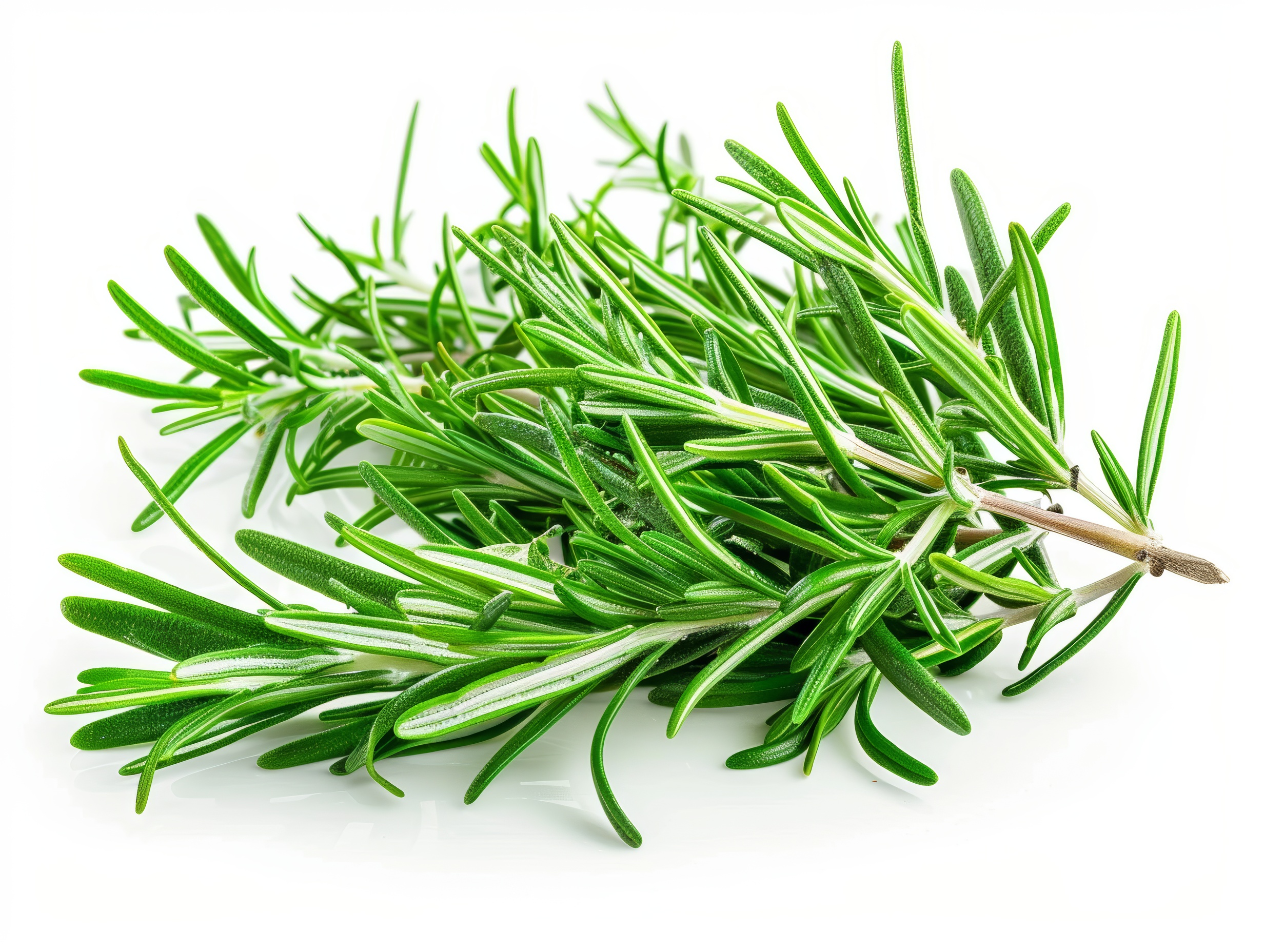 Fresh rosemary sprigs isolated on white background