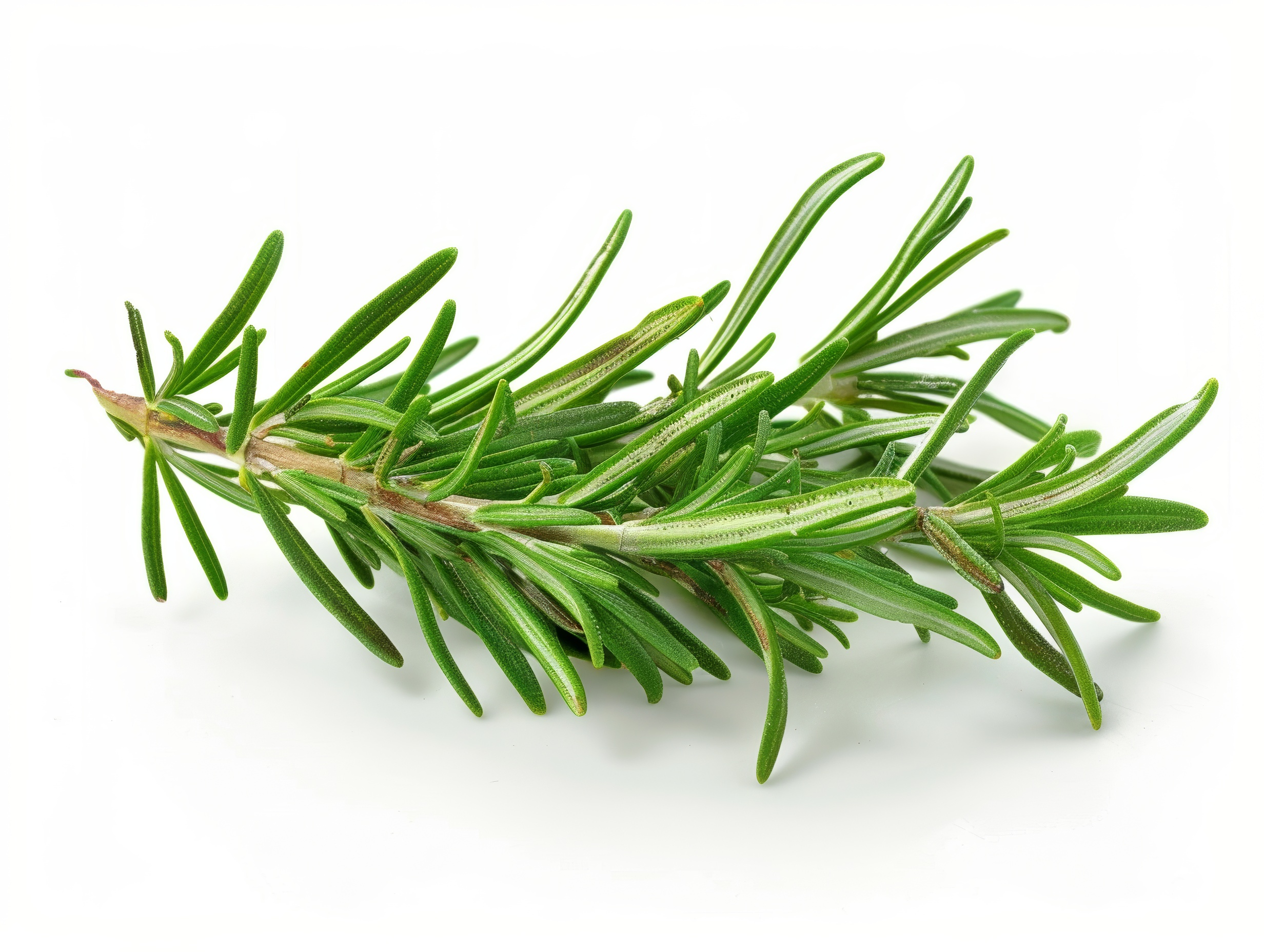 Fresh rosemary sprigs isolated on white background