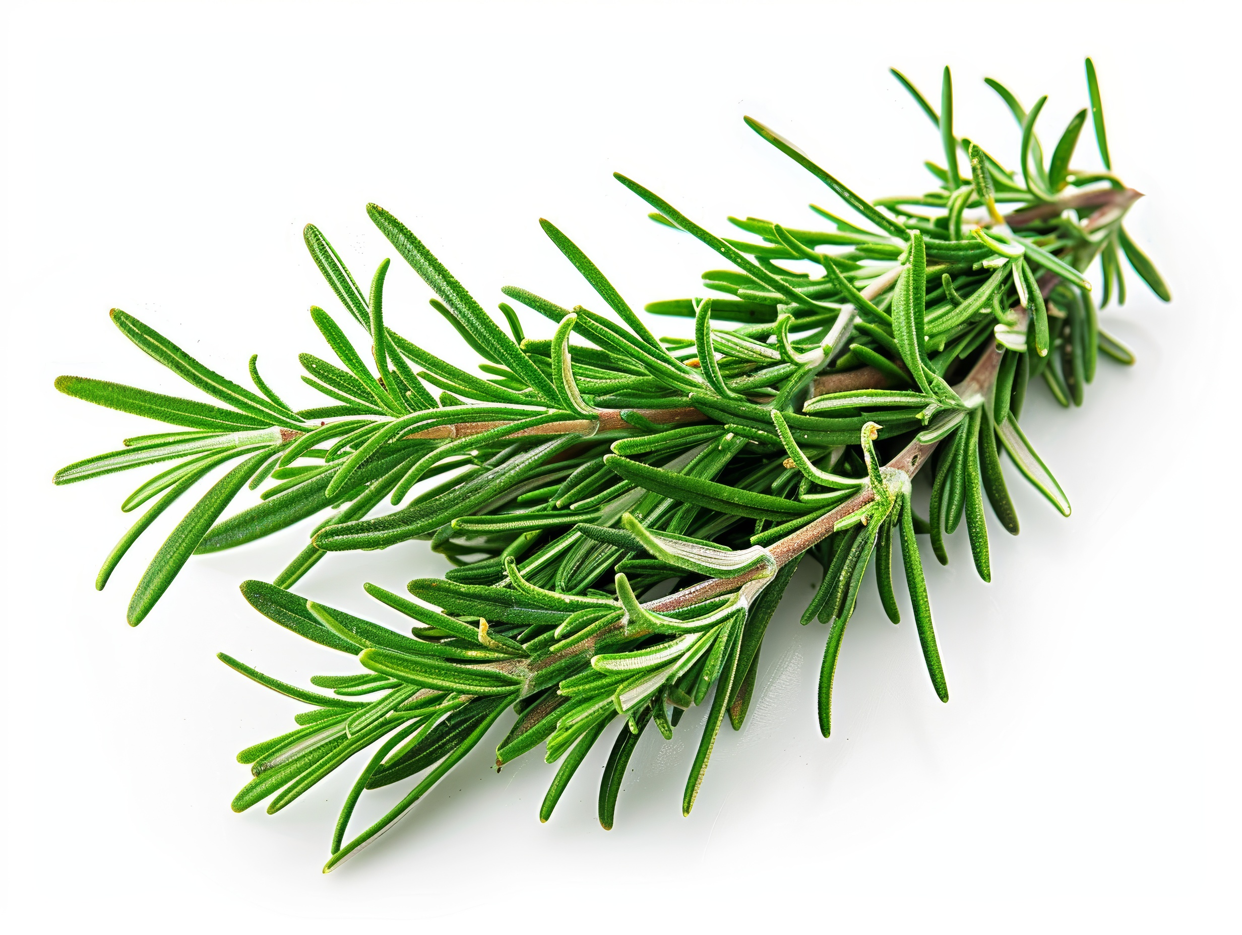 Fresh rosemary sprigs isolated on white background