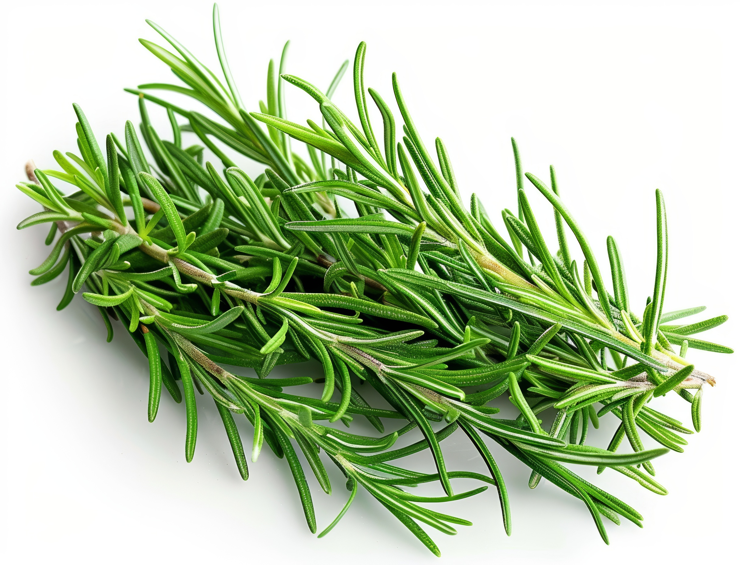 Fresh rosemary sprigs isolated on white background