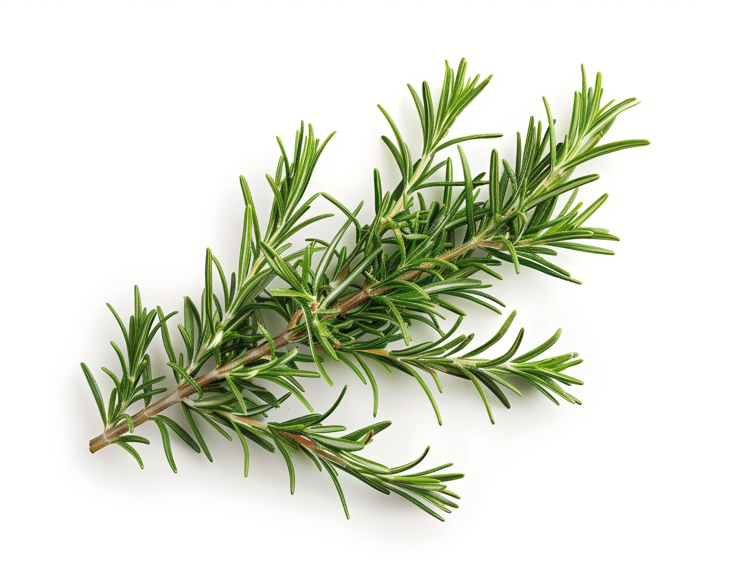 Fresh rosemary sprigs isolated on white background