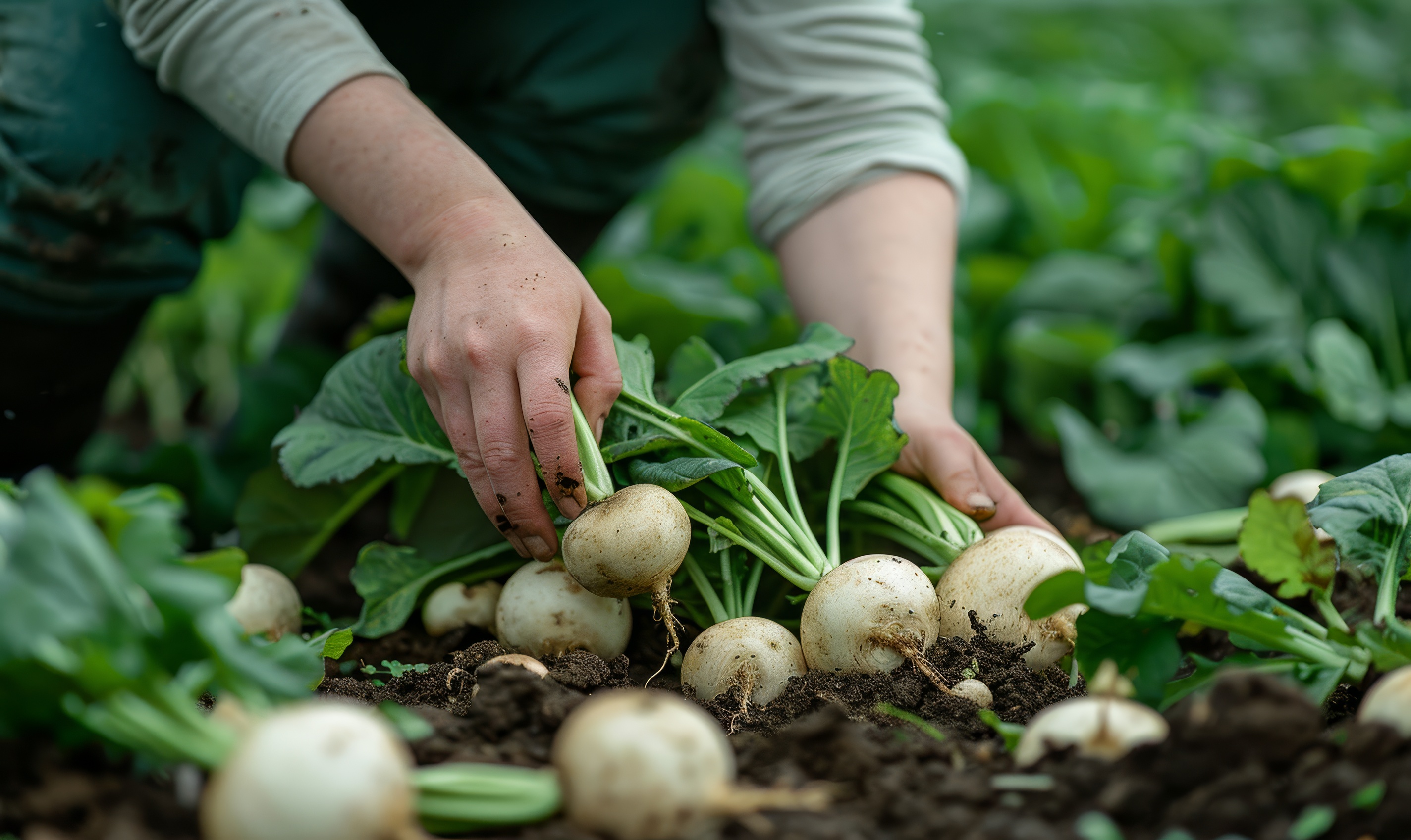 Gardener harvesting turnip roots in the spring