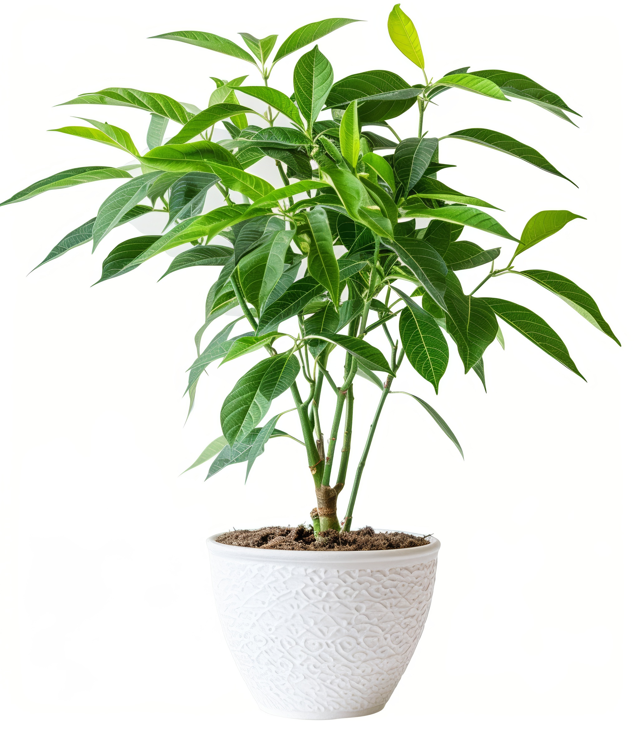 Home flower with long stem and green leaves isolated on white background
