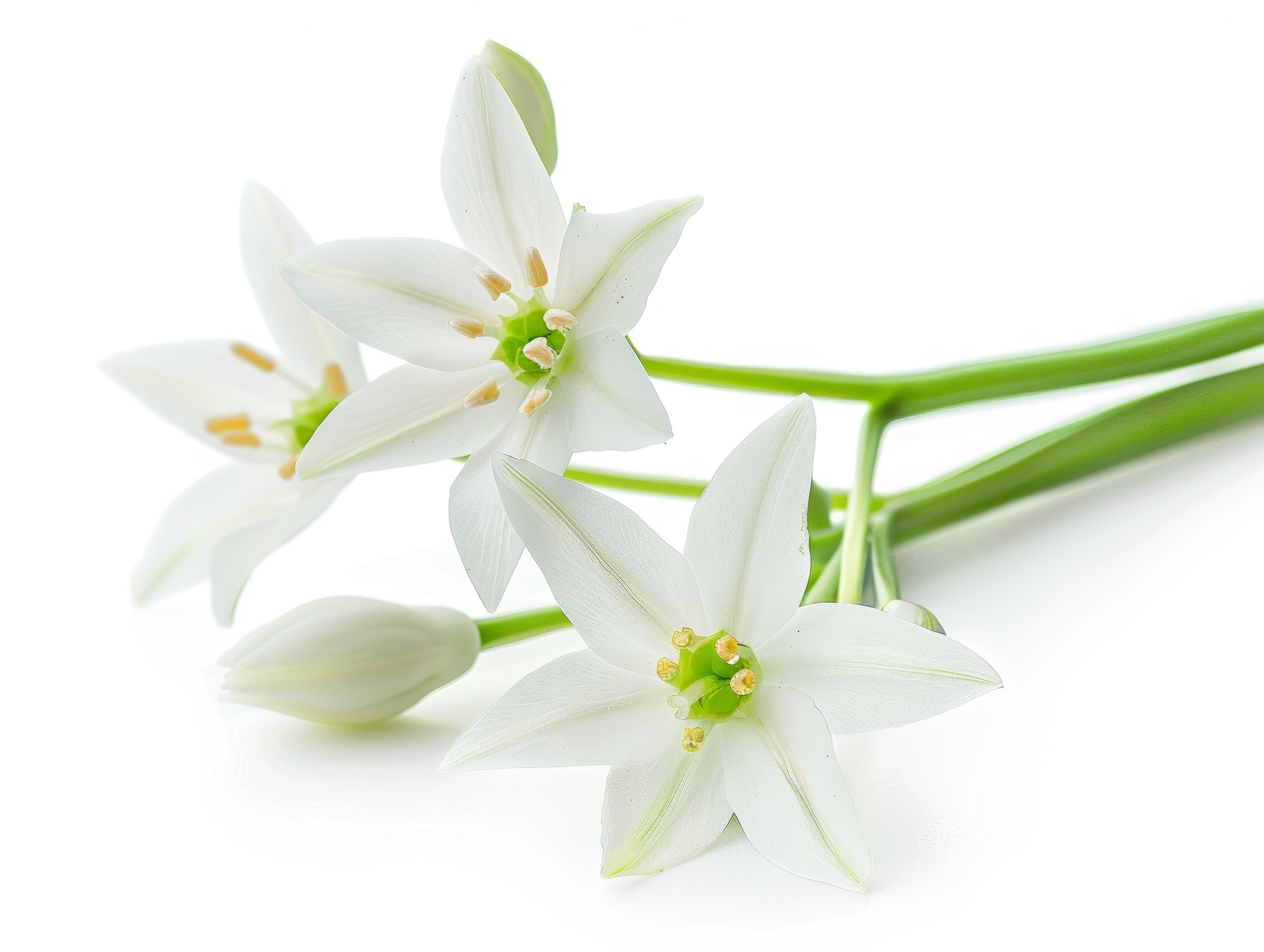 White flower with 6 petals in the shape of a lily, isolated on a white background